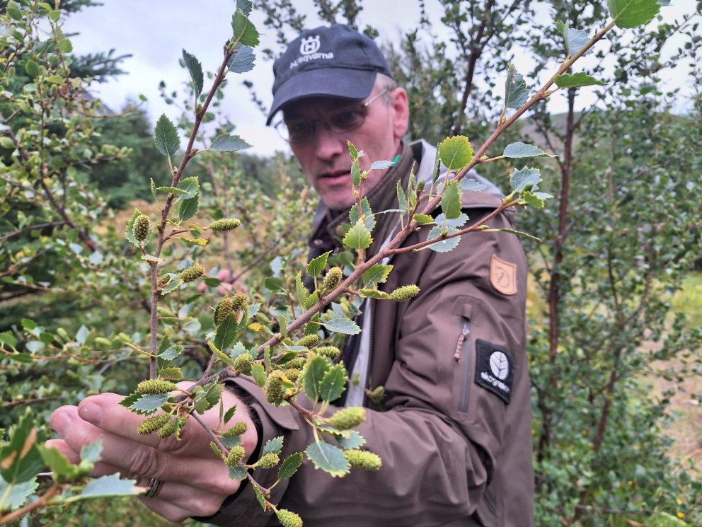 Þetta árið er mest fræ á birki á sunnanverðum Vestfjörðum. Meðal annars er mjög mikið á birkinu í Tá…