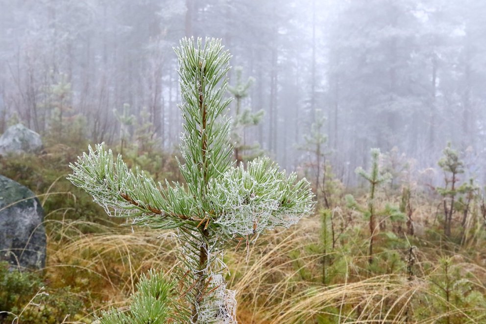 Endurnýjun furuskógar í Norður-Svíþjóð. Hrímið dregur fram köngulóarvefinn sem ber vott um grósku vi…