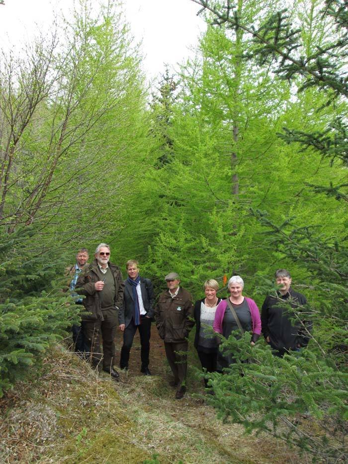Á myndinni sést átján ára gamall „Hrymur“, Larix decidua x sukaczewii, 
ásamt fagráði skógræktar. F&hellip;