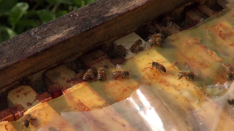 Býflugur örva frjóvgun allra blómstrandi plantna, meðal annars trjáplantna. Svo gefa þær líka gómsæt…