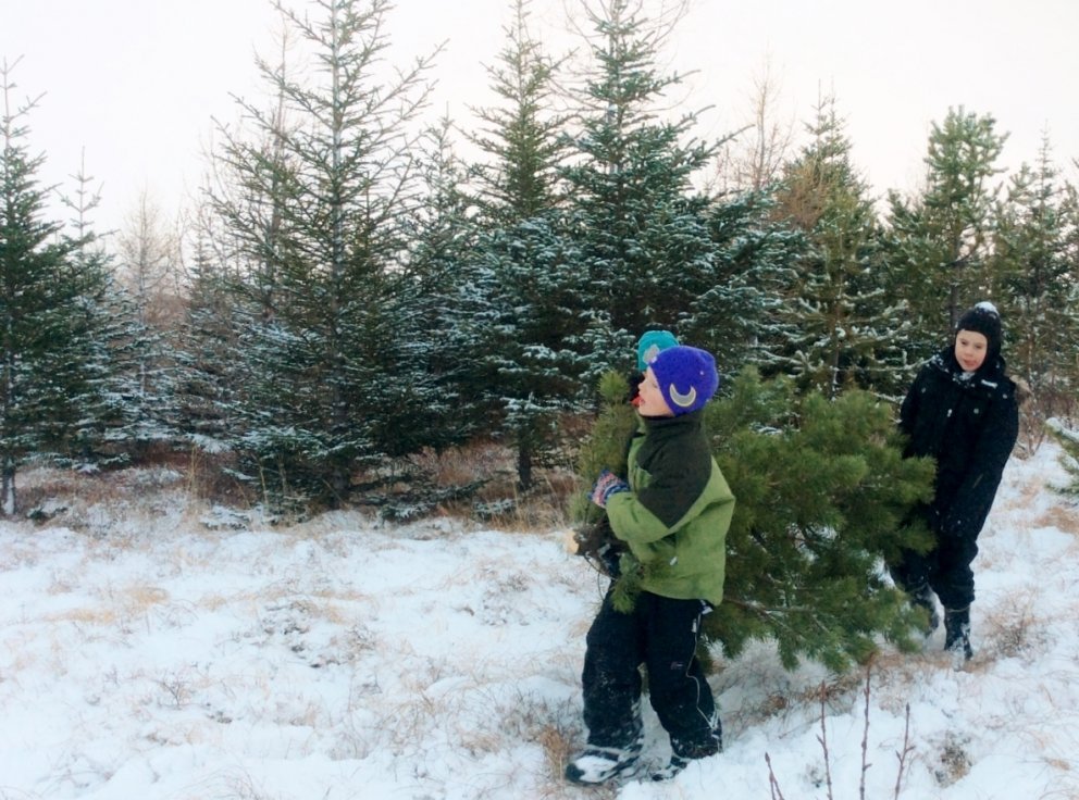 Hraustir menn bera tréð út úr skóginum.