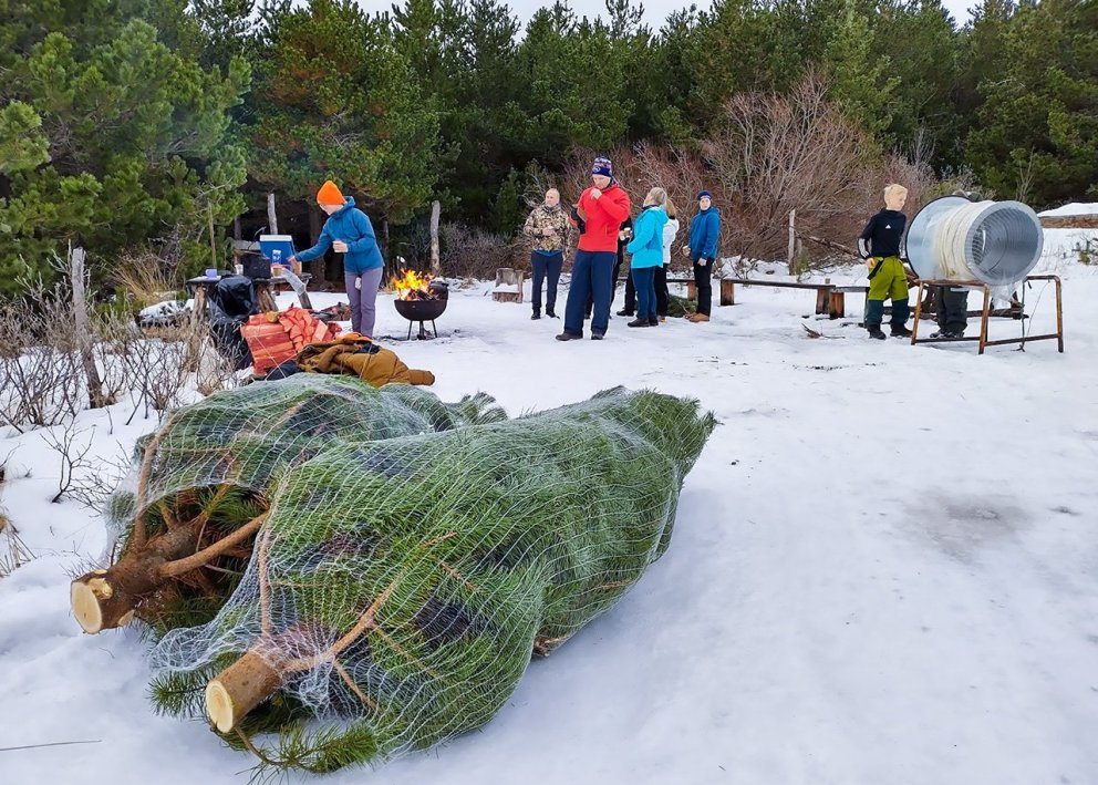 Íslenskar stafafurur sóttar í jólatrjáaskóg. Ljósmynd: Pétur Halldórsson