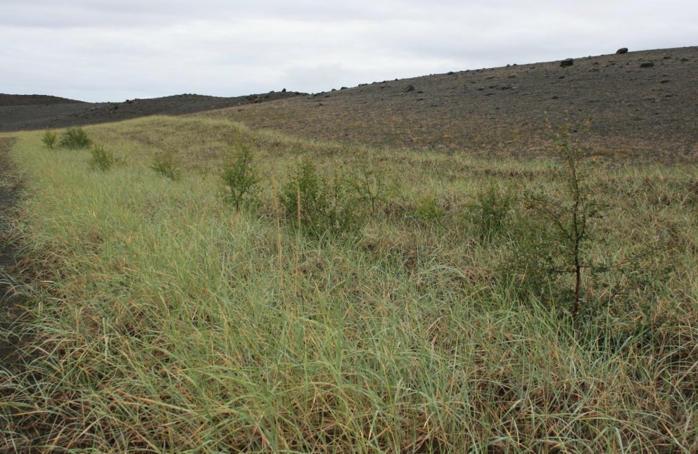 Binding foksandsins ein&nbsp;forsenda skógræktar