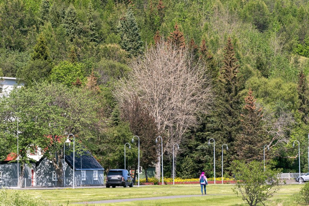 Stórar og myndarlegar aspir við Aðalstræti á Akureyri sem ekki hafa náð að laufgast enn. Rétt er að …