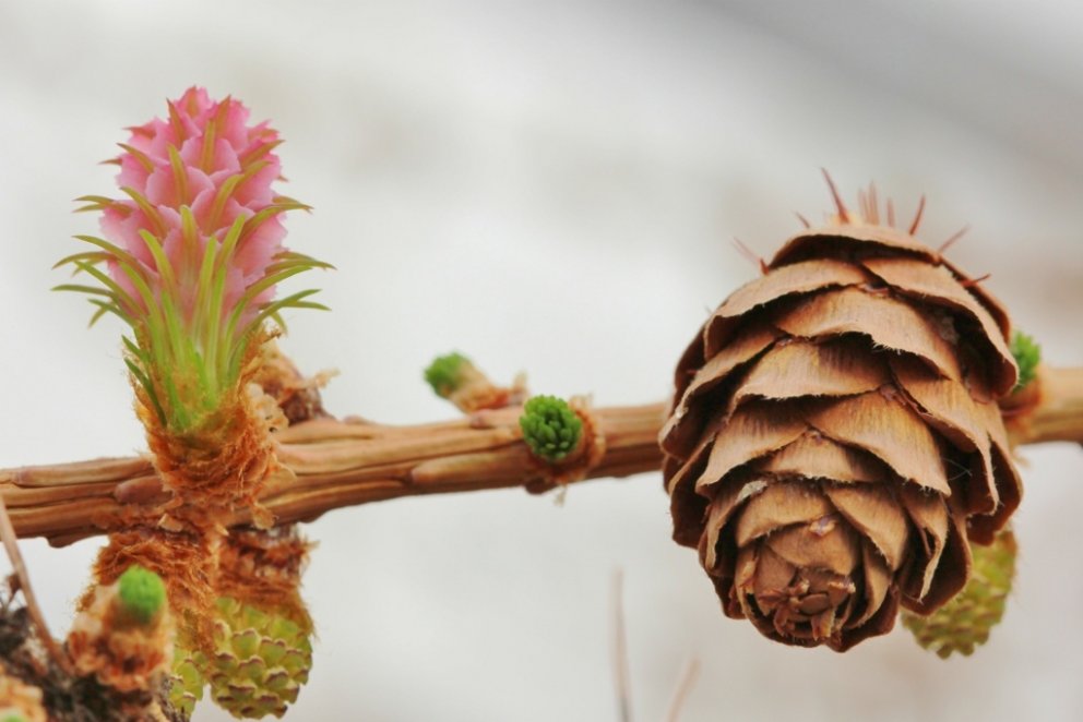 Nýr og gamall köngull á evrópulerkitré í fræhöllinni á Vöglum