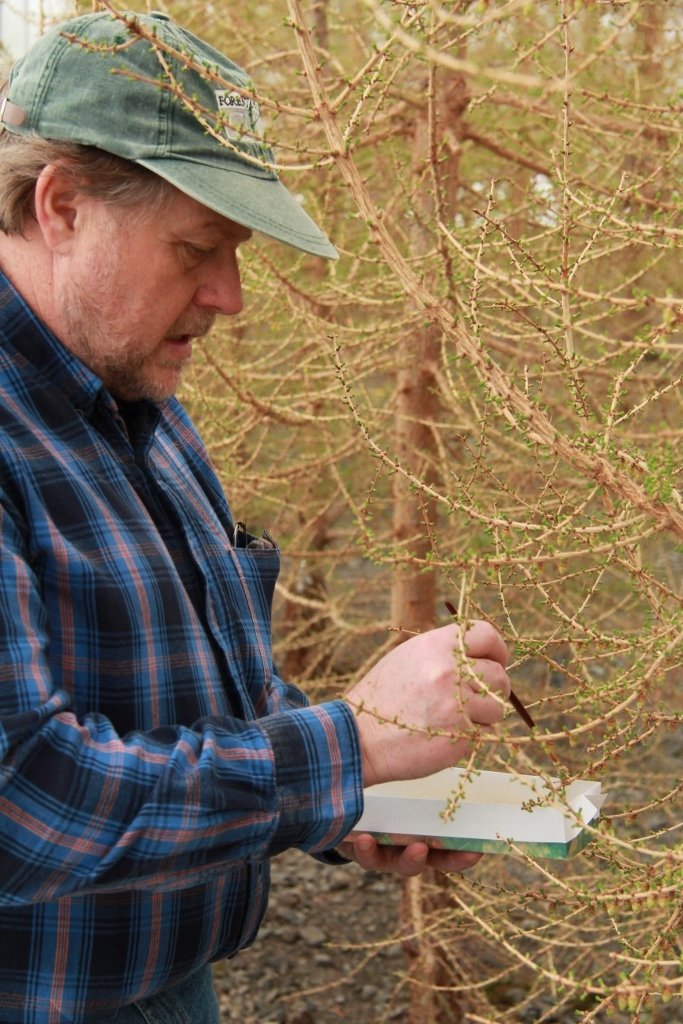 Þröstur Eysteinsson er trjáerfðafræðingur og hefur stýrt kynbótum á lerki í Fræhöllinni á Vöglum í F&hellip;