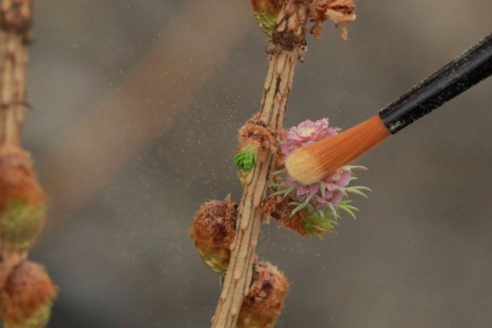 Mjúkur pensill er notaður til að koma frjókornunum í frævur lerkiblómanna