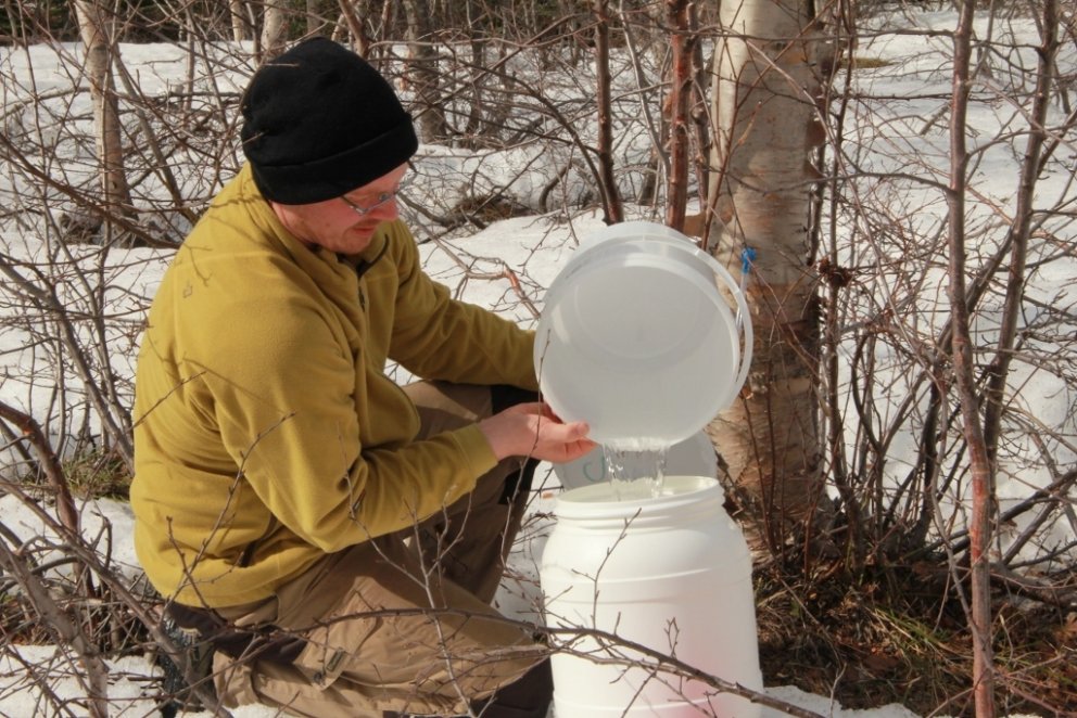 Hér hellir Benjamín safanum úr söfnunarfötunni yfir í tunnu