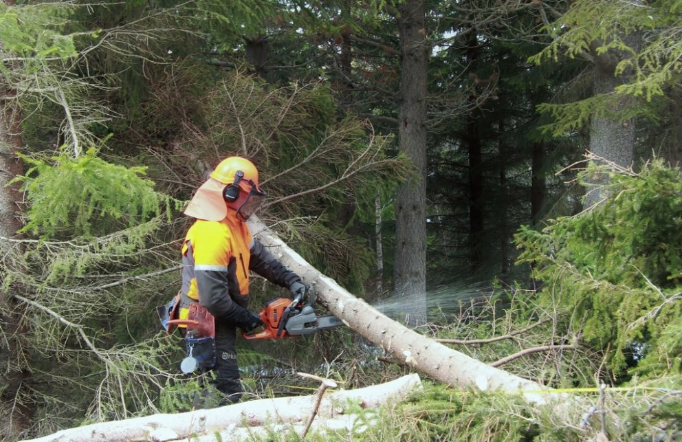 Með sameiningu stofnana er gert ráð fyrir að sá mannauður sem starfar við skógrækt á vegum ríkisins …