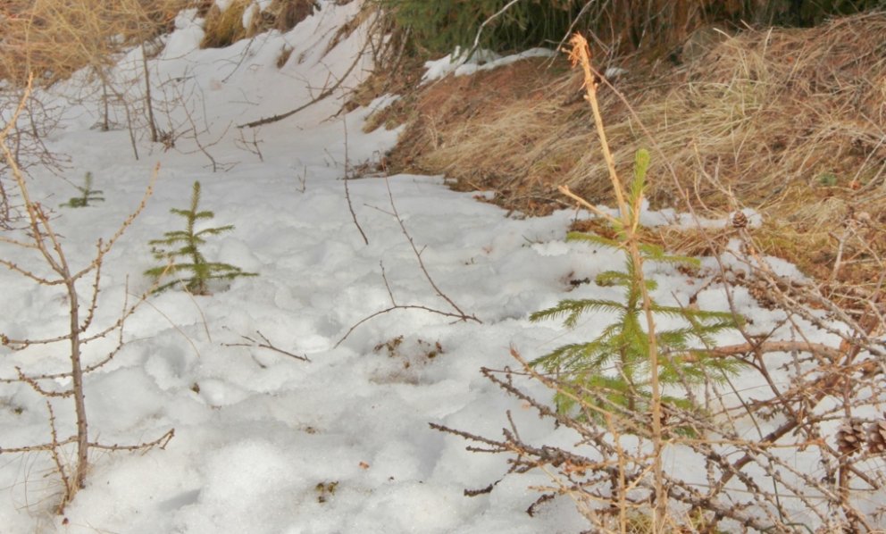 Rauðgrenið vill helst hafa kaldan og stöðugan vetur en þarf 65 daga með a.m.k. 12,5 stiga hita til a&hellip;