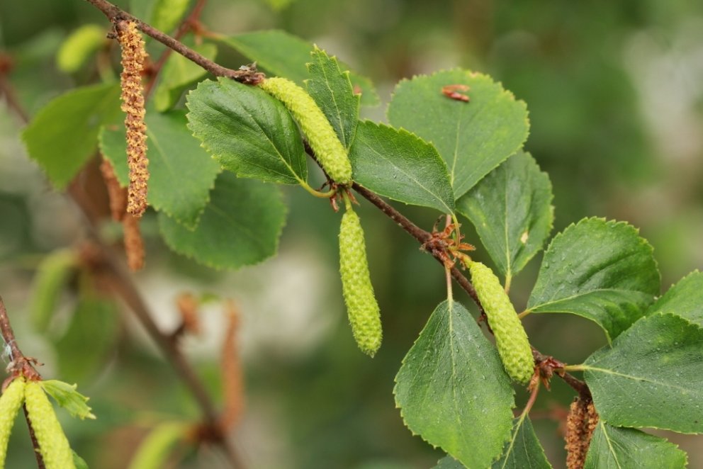Efnt verði til fræsöfnunarátaks í haust