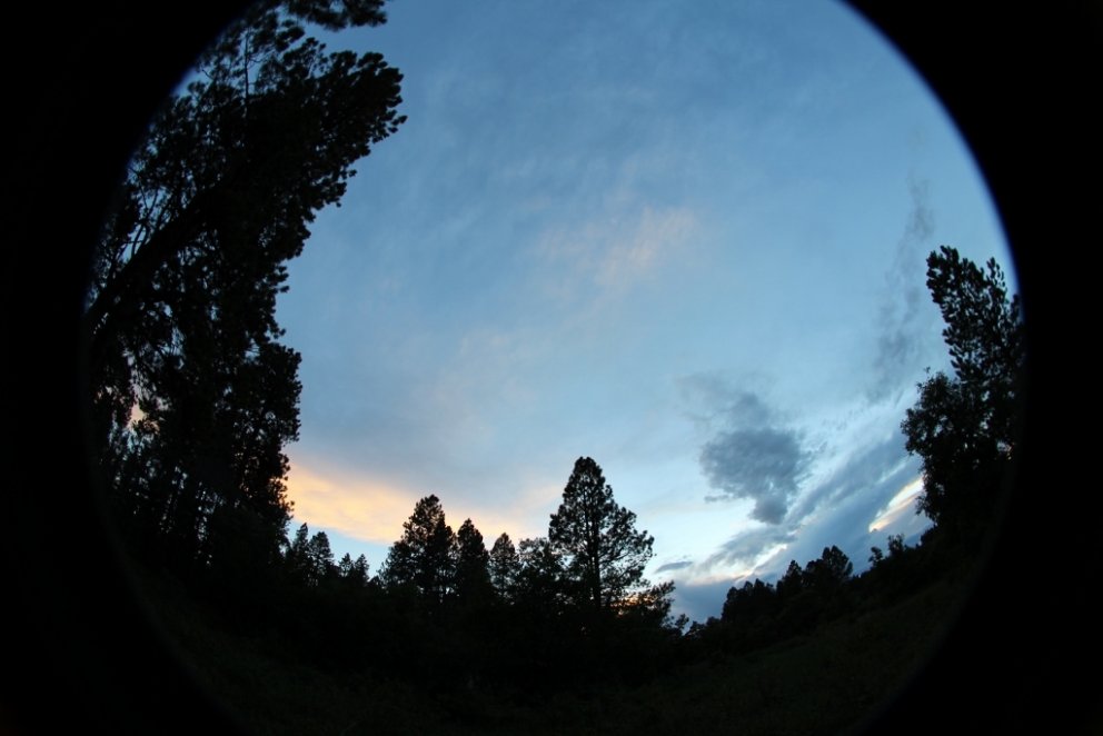 Sólarlag í gulfuruskógi í Colorado. Vonast er til þess að sú þekking sem aflað var með þessum rannsó…