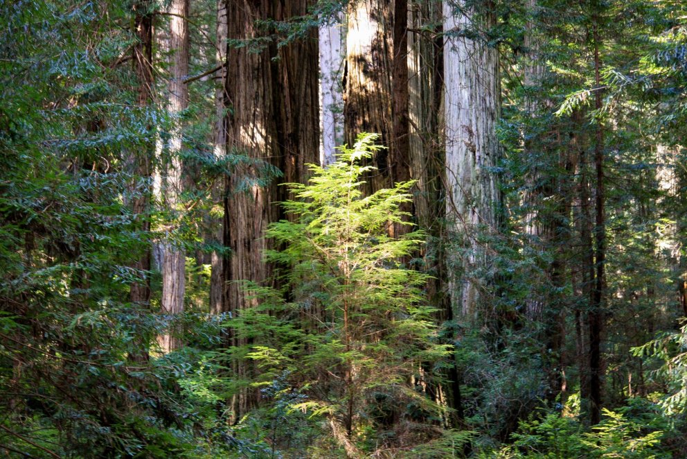 Á þessari mynd sem einnig prýðir forsíðu 44. tölublaðs Rits Mógilsár fegra misstór tré skógarmyndina…