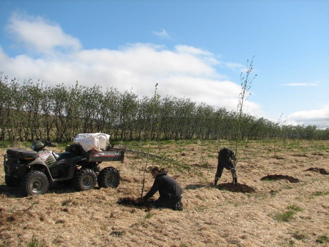 Gróðursett í Laxaborg