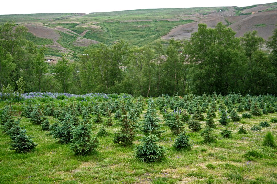 (mynd: Esther Ösp Gunnarsdóttir)