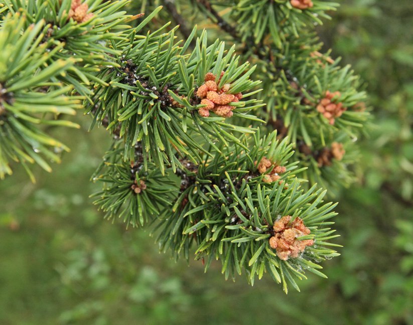 (mynd: Esther Ösp Gunnarsdóttir)
