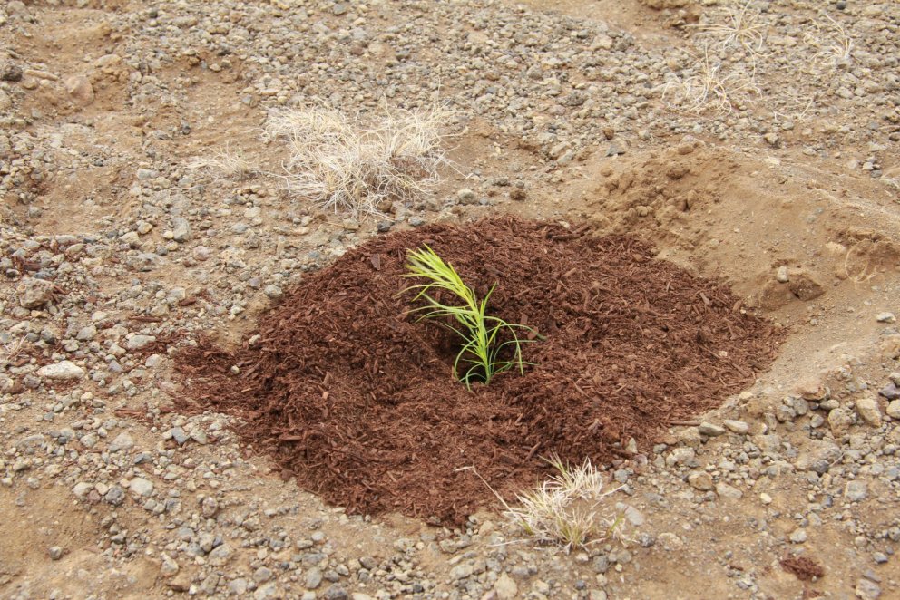 Trjáplanta í íslenskri moltu á uppblásnu landi. En er óthætt að flytja inn lífrænan áburð og rotmass…
