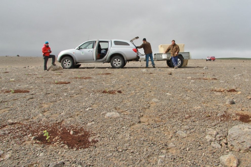 Hólasandur var gróið land fram á 19. öld og þegar uppgræðsla hófst á sandinum fyrir aldarfjórðungi m…