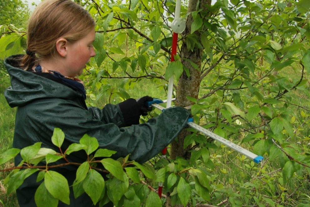 Sverleiki trjánna er mældur í brjósthæð.