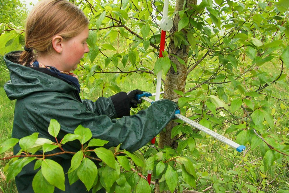 Sænski skógfræðingurinn Kajsa Matsson við trjámælingar í íslenskum asparskógi. Ljósmynd: Pétur Halld…