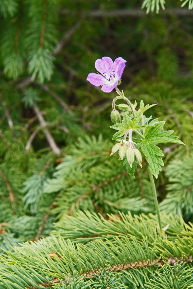 (mynd: Esther Ösp Gunnarsdóttir)