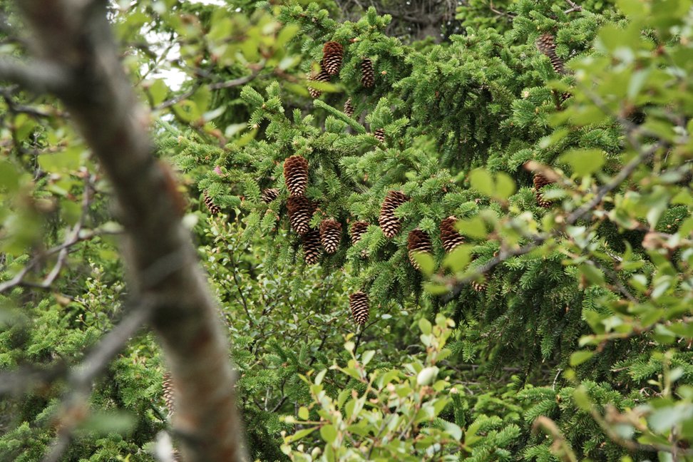 (mynd: Esther Ösp Gunnarsdóttir)