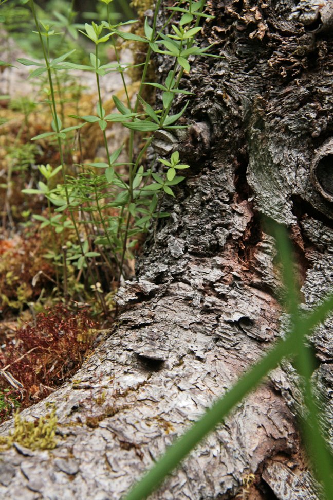 (mynd: Esther Ösp Gunnarsdóttir)