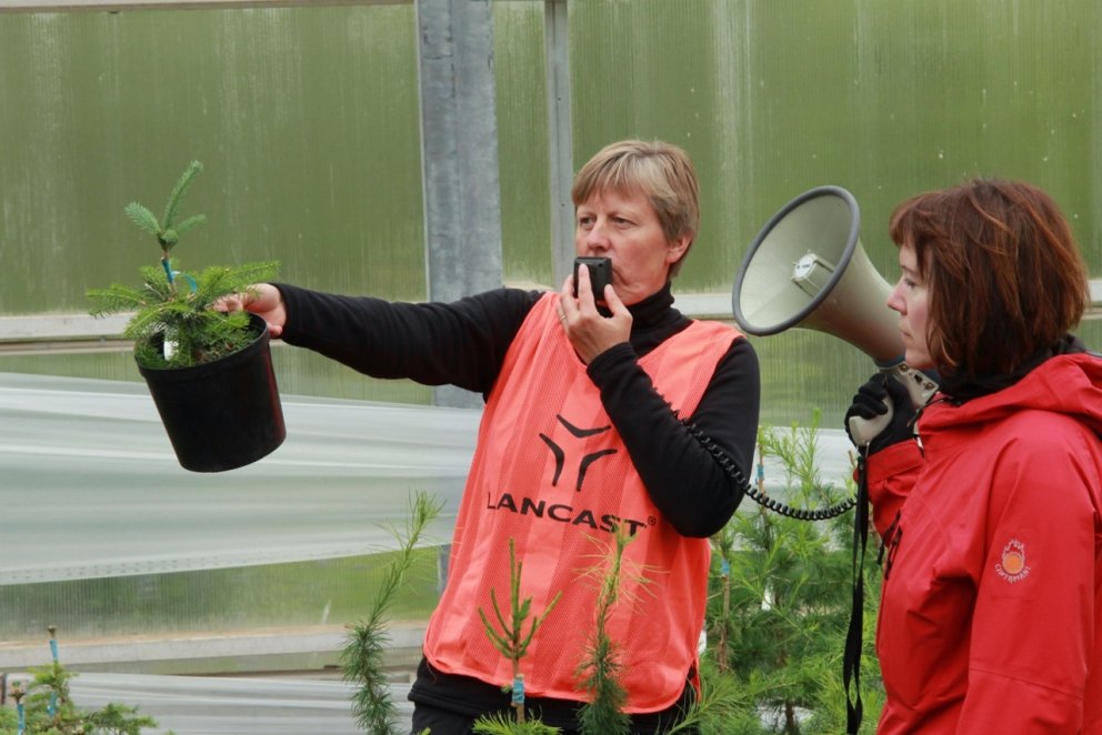 Valgerður Jónsdóttir sýnir grunnstofn með frísklegum ágræðslusprota á Skógardegi Norðurlands fyrr í …