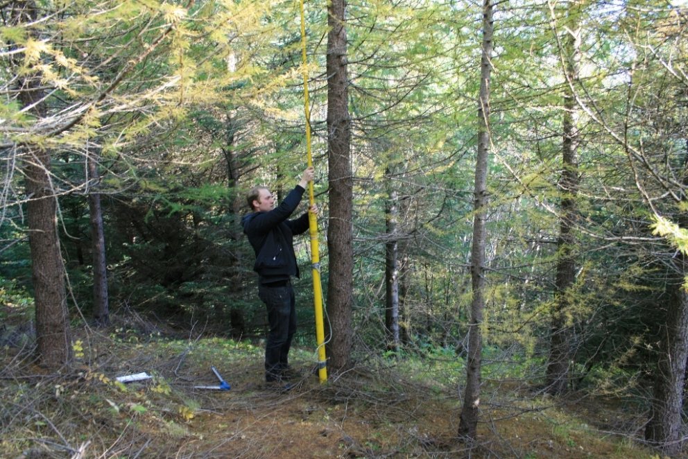 Jón Hilmar Kristjánsson skógfræðinemi mælir Hryminn á Mógilsá sem reyndist vera 10,4 metra hár nítjá…