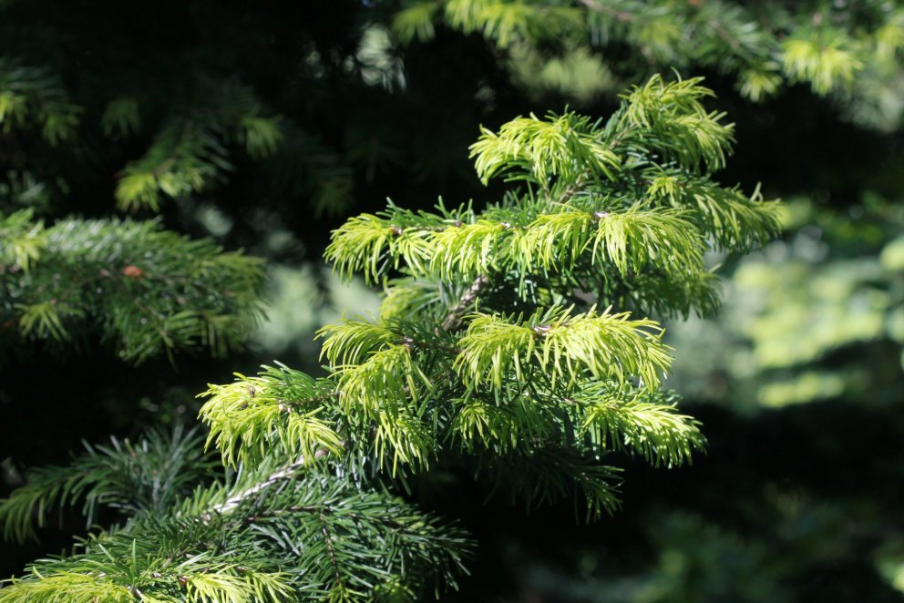 Ungir sprotar á fjallaþini í Vaglaskógi í júlí 2015