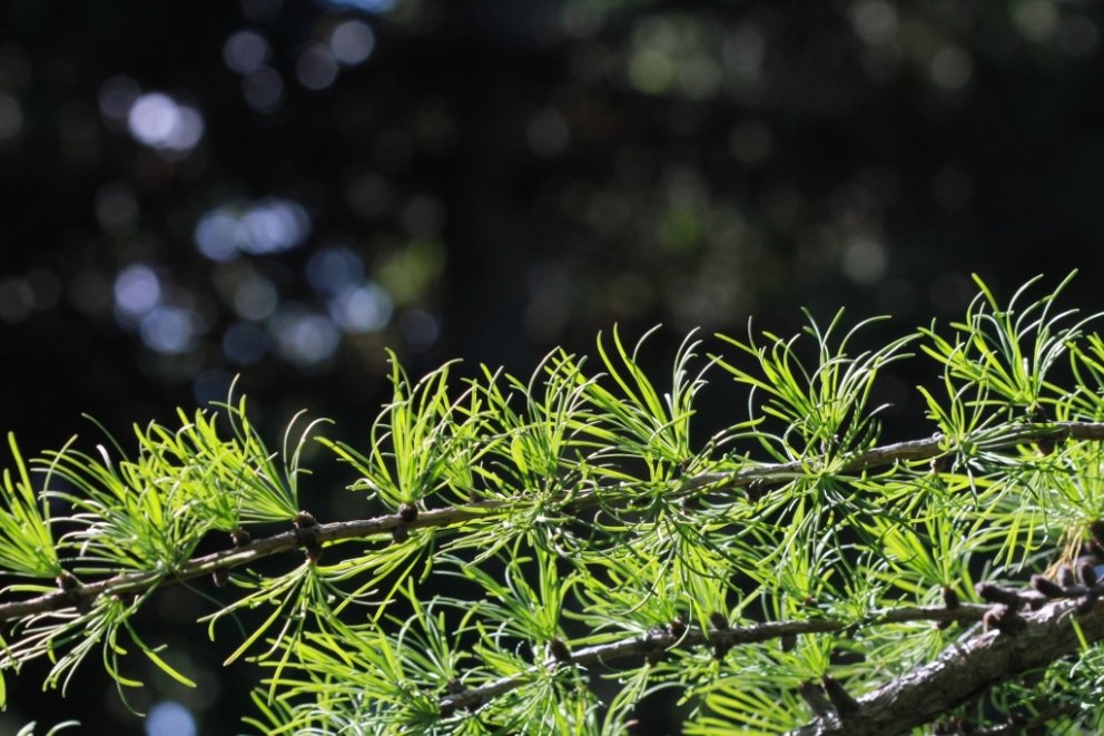 LSE og Skógræktin efna til reglulegra samráðsfunda