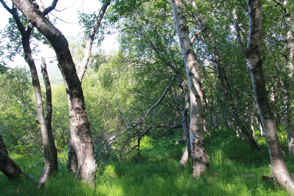Með betri spálíkönum fást nákvæmari tölur um lífmassa í birkiskóglendi. Ljósmynd: Pétur Halldórsson