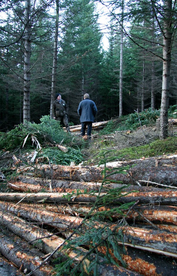 Grisjunarútboð: Mjóanes á Fljótsdalshéraði