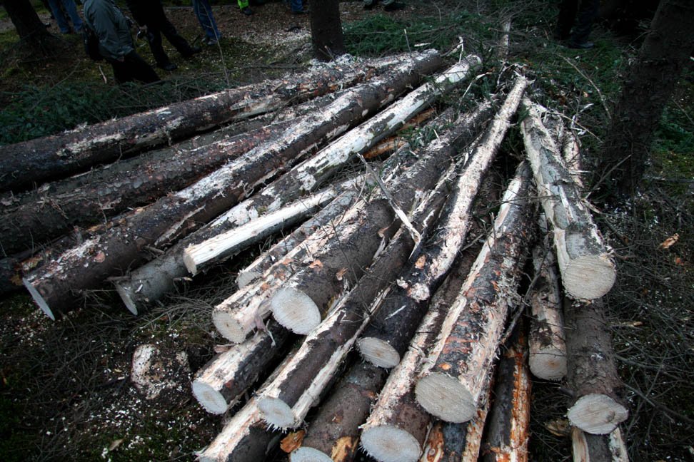 Grisjað á Hallormsstað