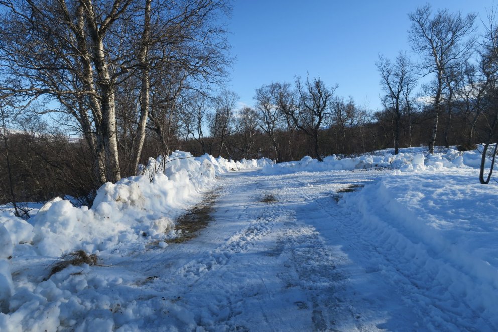 Útivist í skógi og dvöl í nálægð við tré er andleg og líkamleg heilsubót. Ilmur af trjám eflir ónæmi…