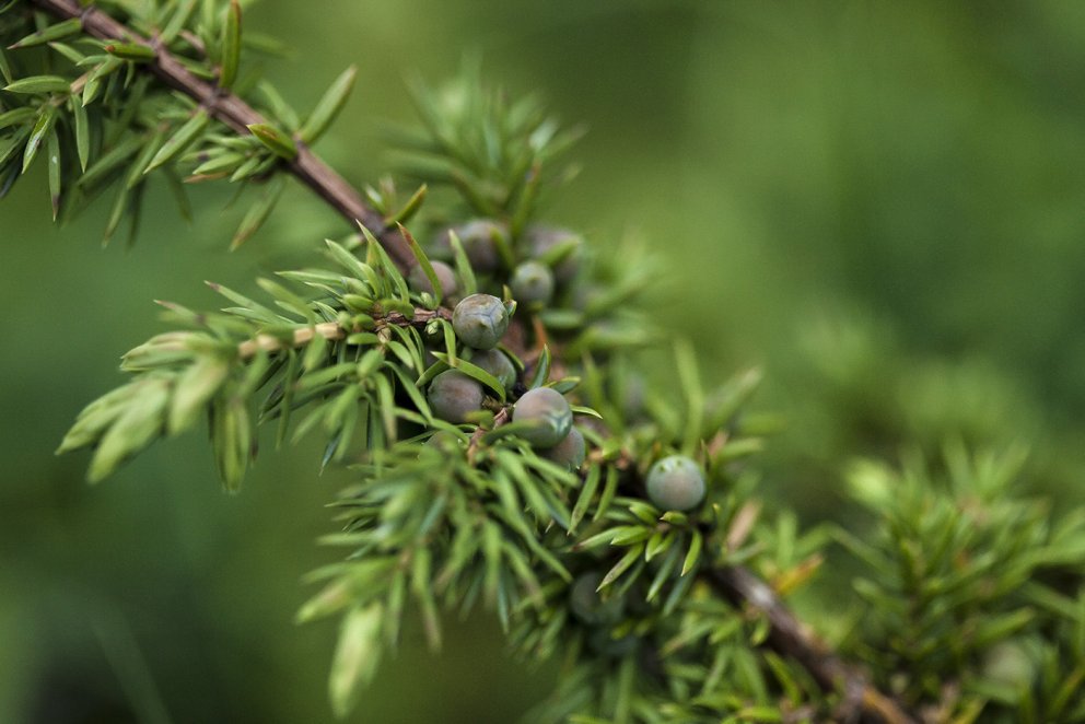 Íslenskur einir í skógi (Juniperus communis). Mynd: Esther Ösp Gunnarsdóttir