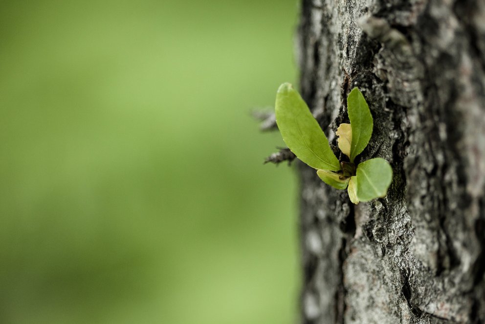 Fleira en trjábolirnir getur verið nýtilegt af felldum trjám í skógi. Spurningin er hversu langt má …