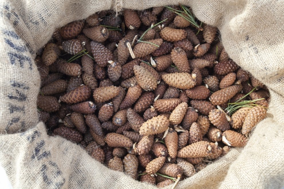 Upplagt er að nýta tækifærið þegar skógur er grisjaður og tína köngla af greinunum sem liggja eftir &hellip;