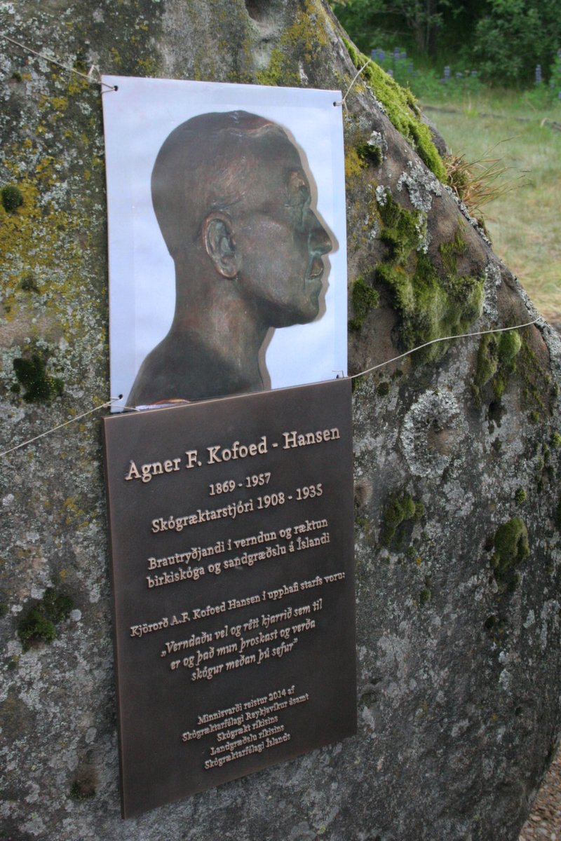 Kjarr breytist í skóg