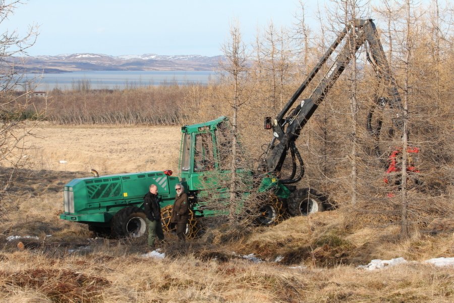 Skógarhöggsvélin góða í Mjóanesskógi