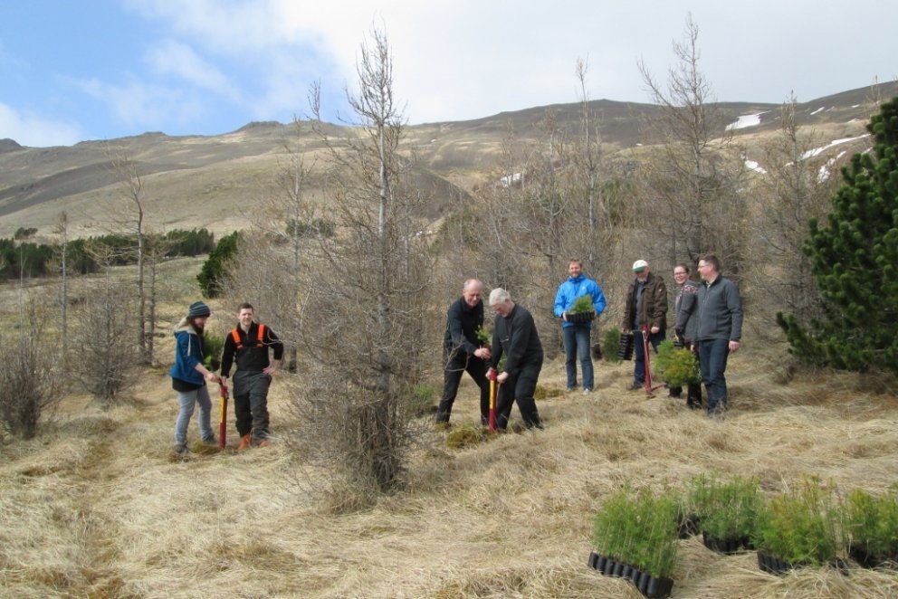 Gróðursetning á Mógilsá. Ljósmynd: Aðalsteinn Sigurgeirsson