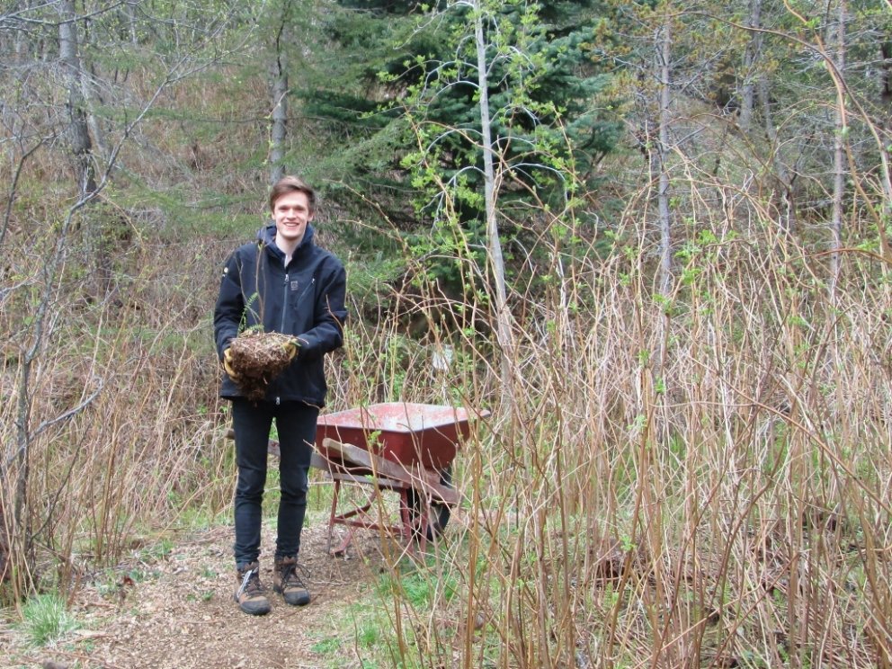 Stefán Eggertsson heldur á vænum hindberjahnaus í skóginum á Mógilsá