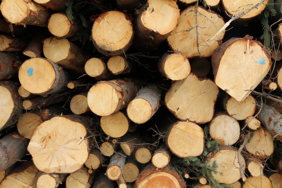 Timbur úr íslenskum skógi.