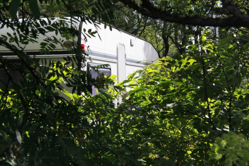 Í Skriðufellsnesi vex aðallega birki, reyniviður og önnur lauftré. Skógurinn er því ekki mjög eldfim…