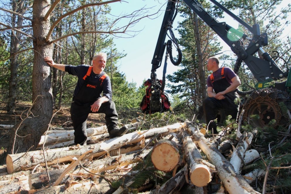Sverar hliðargreinar á furunni til trafala