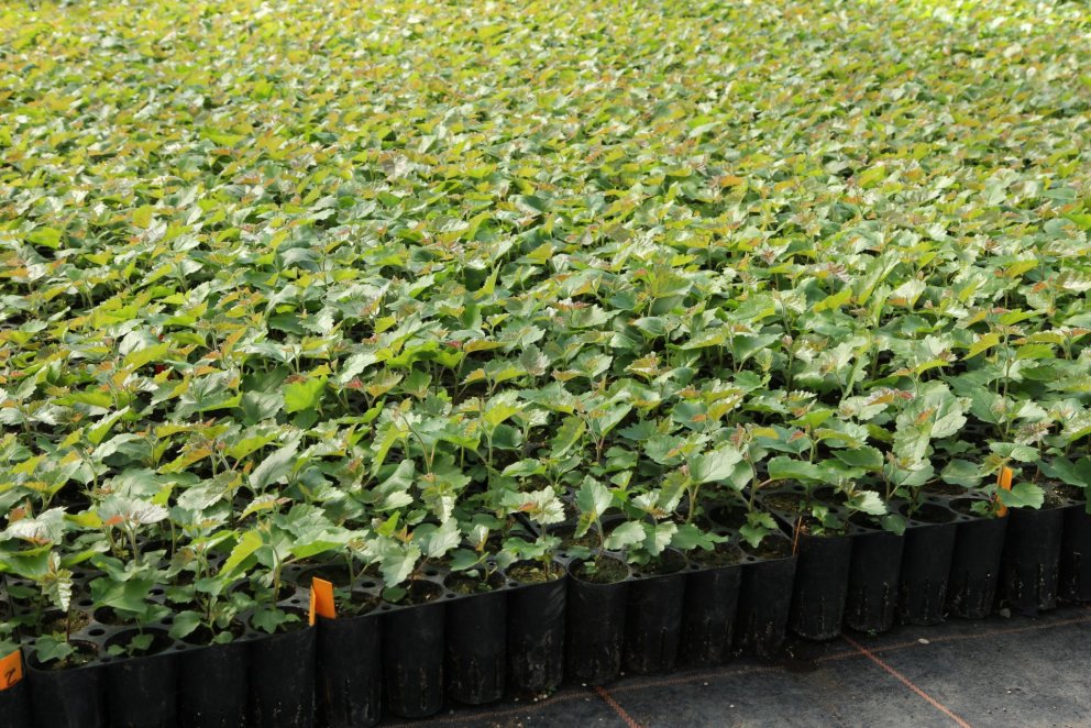 Ungar skógarplöntur. Ljósmynd: Pétur Halldórsson