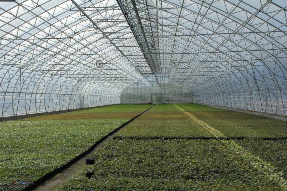 Úr stóra gróðurhúsinu hjá Sólskógum í Kjarnaskógi