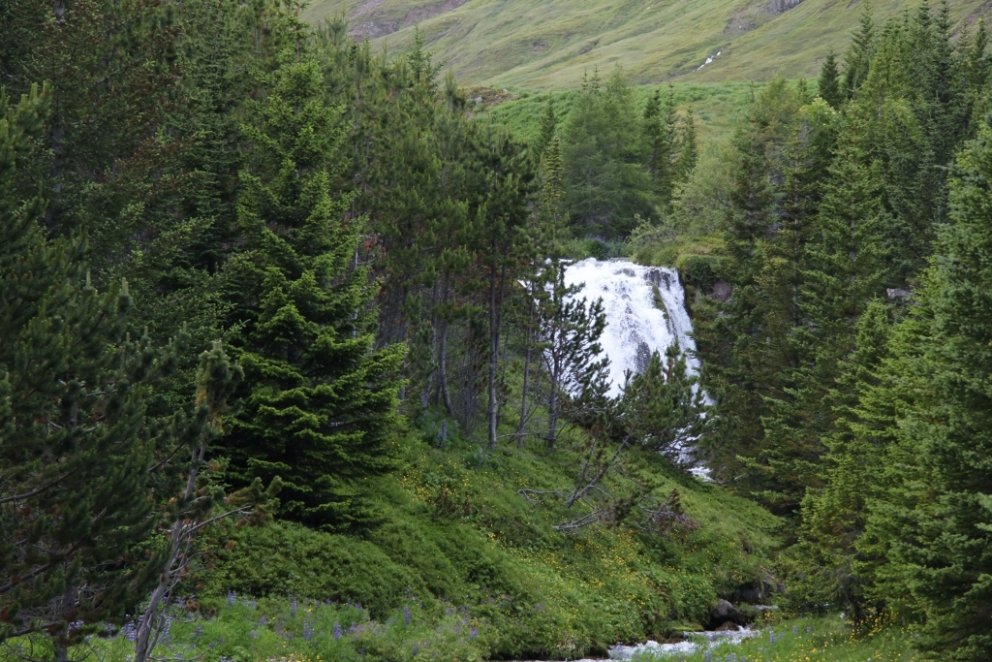 Fallegur foss í skóginum í Skarðdal í Siglufirði. Tuttugu sinnum meira lífrænt efni er að finna í læ…