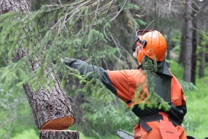 Raunfærnimat í skógrækt