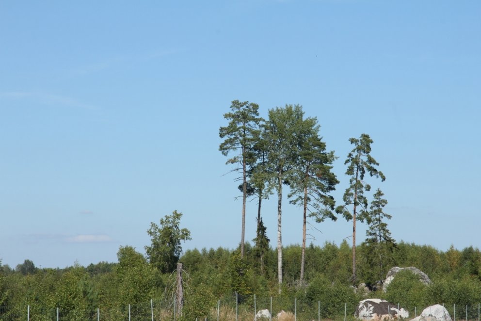 Hér hafa nokkur gömul tré verið skilin eftir þegar skógurinn var felldur. Upp vex nýr skógur og á 5-&hellip;